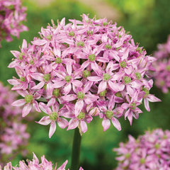 Bulbi de Allium Pink Jewel - Pachet 3 Bulbi