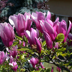 Magnolia - Susan - Ghiveci P9 - H 30 - 40 cm