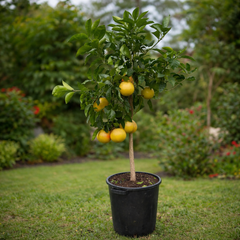 Pomelo (Citrus Maxima)  Anul 3 Altoit – Ghiveci (140-160 cm)