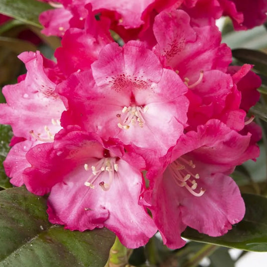 Arbust ornamental - Rhododendron - Morgenrot - ghiveci 2L, marime la livrare 50-60 cm