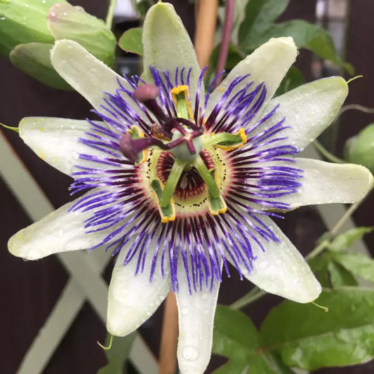 Planta decorativa - Passiflora caerulea - ghiveci
