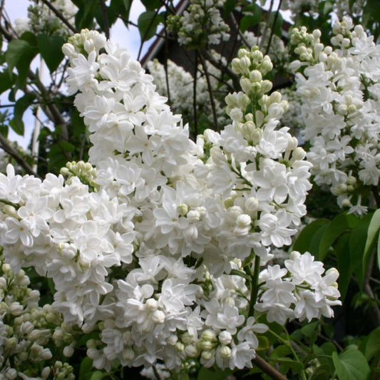 ArLiliac Syringa -Monique Lemoine - Ghiveci 2L