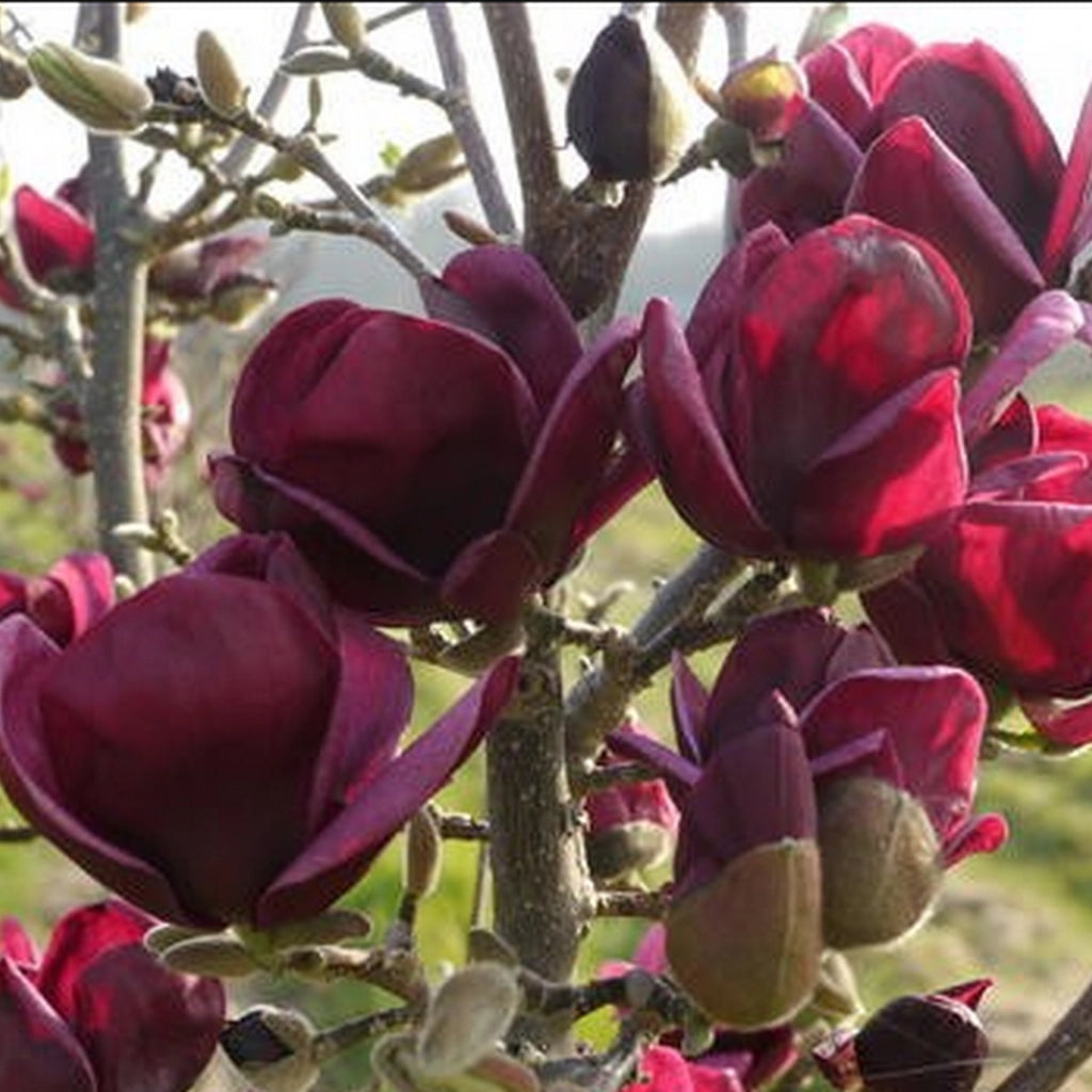 Magnolia Genie - Ghiveci 3L -  H 100 - 110 cm