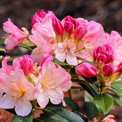 Rhododendron Percy Wiseman - ghiveci 2L, marime la livrare 50-60 cm