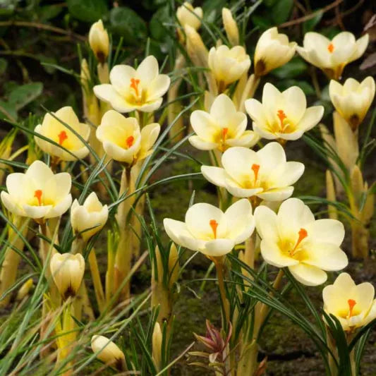 Branduse - Crocus - Cream Beauty – Pachet 5 Bulbi