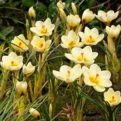 Branduse - Crocus - Cream Beauty – Pachet 5 Bulbi