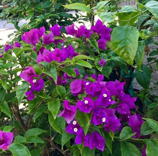 Floarea de Hartie (Bougainvillea sanderiana) - Mov - Ghiveci 2L - H 70 - 80 cm