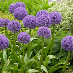 Bulbi Alium Beau Regard – Pachet 3 Bulbi
