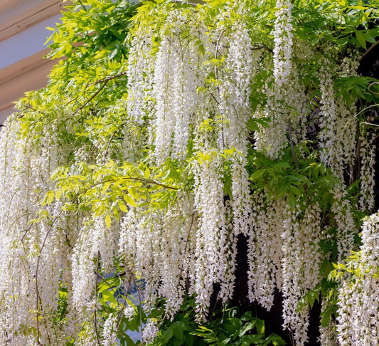 Wisteria - Glicina - White Sinensis - Ghiveci 3L - 110 - 120 cm