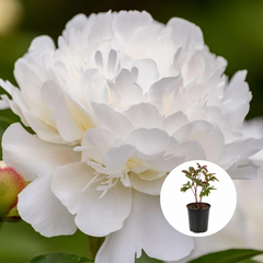 Bujor - Duchesse De Nemours - Ghiveci - H 30 - 40 cm