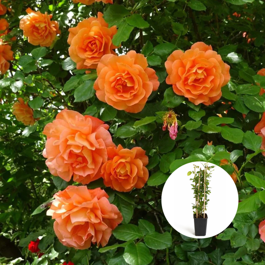 Trandafiri Cataratori Parfumați - Orange - Giveci - Anul 4 - Inaltime la livrare 65-70 cm