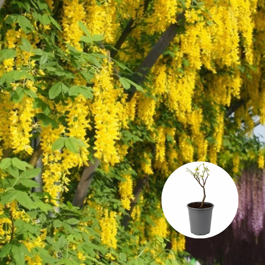 Wisteria - glicina - Galbena - Yeloow - Ghiveci 3L - 40 - 50 cm