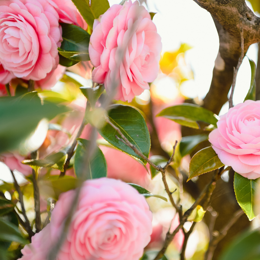 Camelia Japonica Roz - Double Pink - Ghiveci 2L 50 - 60 cm