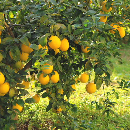Lamai Trifoliat - Rezistent la -20 grade - Poncirus Trifoliata - Ghiveci 5L - Aqua Flowers