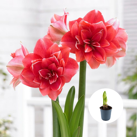 Bulbi Amaryllis Dublu - Double Dream – Ghiveci – 1 bulb