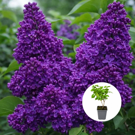 Liliac Dublu Mov Syringa - Ghiveci P9