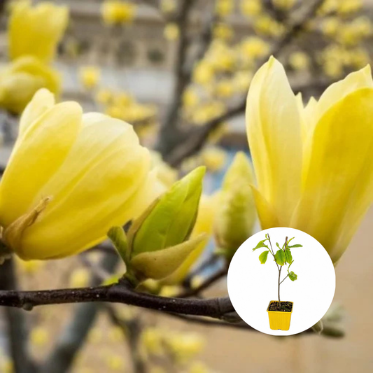 Magnolia galbena Yellow Bird - Ghiveci P9 - H 30 - 40 cm