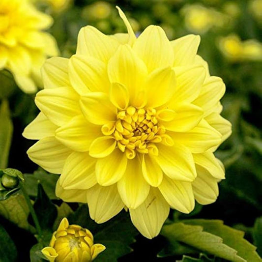 Bulbi Dalia - Firefly - Pachet 1 bulb