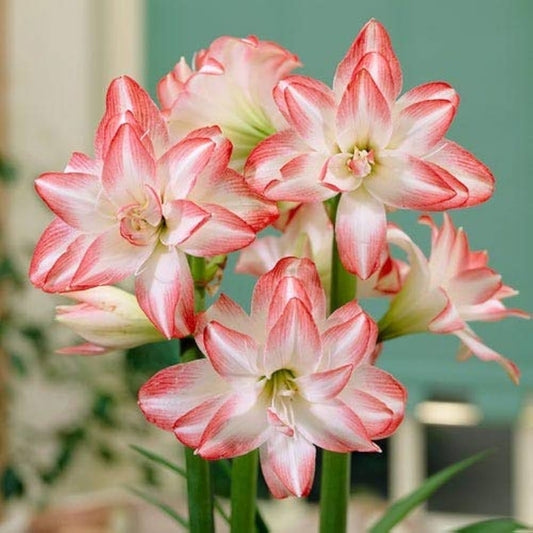 Bulbi Amaryllis - Double record - Aqua Flowers