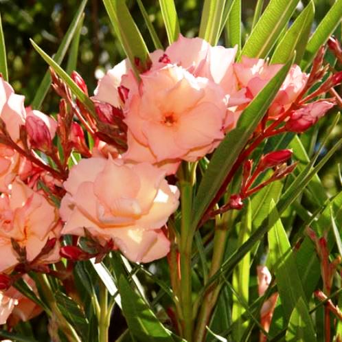 Leandru (Nerium Oleander) - Double Corai - ghiveci 30 - 40 cm