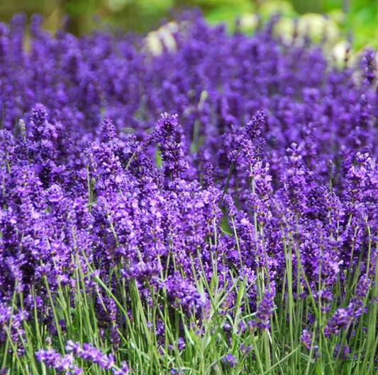 Lavanda angustifolia 'Forever Blue' - Ghiveci 2L - Inaltime la livrare 30-40cm - Aqua Flowers