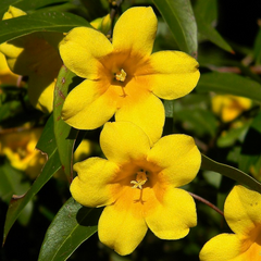 Iasomie De Gradina Parfumata ''Trachelospermum jasminoides 'Star'' -Ghiveci
