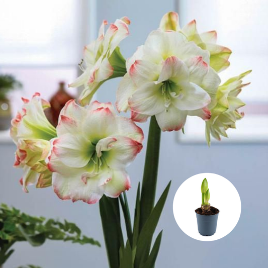 Bulbi Amaryllis Dublu - Picobello Majesty - Ghiveci –  1 bulb