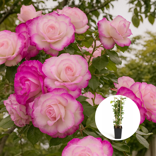 Trandafiri Cataratori Parfumați - Country Blues - Giveci - Anul 4 - Inaltime la livrare 65-70 cm