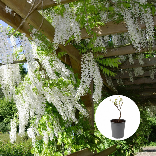 Wisteria - Glicina - White Sinensis - Ghiveci 3L - 40 - 50 cm