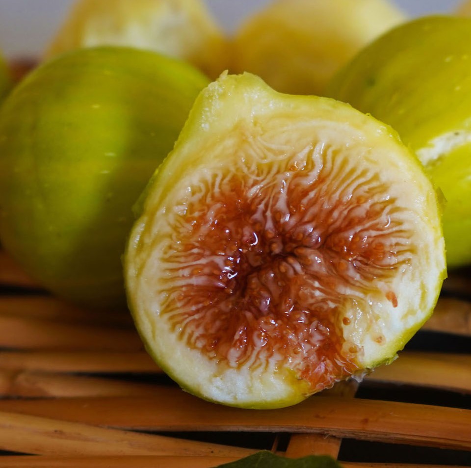 Smochin Gentle Bianco Pe Rod - Anul 3 - Rădăcină ambalată