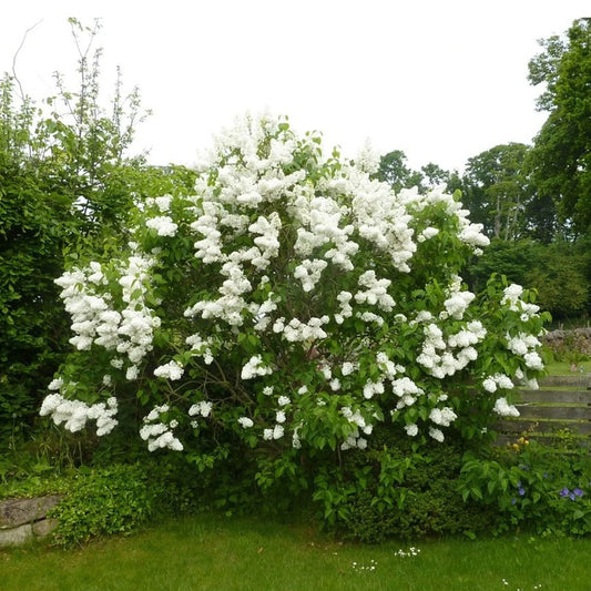 ArLiliac Syringa -Monique Lemoine - Ghiveci 2L