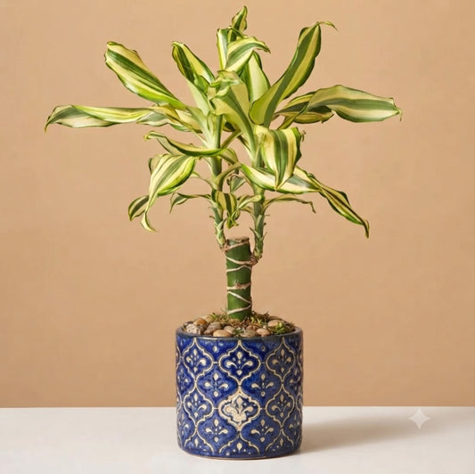 Dracaena Fragrans (Arborele Fericirii) - Ghiveci P12