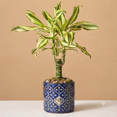 Dracaena Fragrans (Arborele Fericirii) - Ghiveci P12