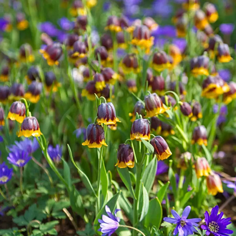 Bulbi Fritillaria - Michailovskyi - 1 bulbi