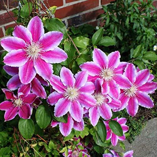 Clematis - Dr. Ruppel - Ghiveci -  înălțime la livrare-50-70 cm