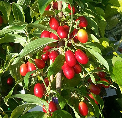 Pom Fructifer-Corn - Cornus Mas- Rădăcină ambalată - Anul 3