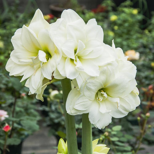 Bulbi Amaryllis - Jewel - Aqua Flowers