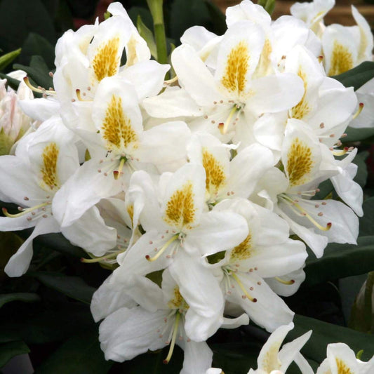 Rhododendron Cunningham White - ghiveci 2L, marime la livrare 50-60 cm