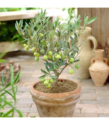 Maslin Olivia Aclimatizat – Ghiveci  2L