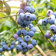 Afin Canadian Ozarkblue - Ghiveci - Anul 2 inaltime la livrare 30 - 40 cm