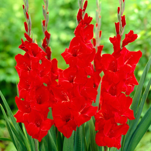 Bulbi Gladiole - Oscar - Pachet 3 Bulbi