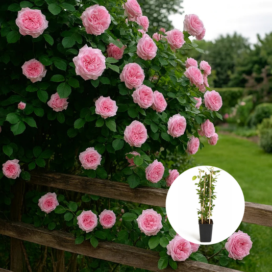 Trandafiri Cataratori Parfumați - Pink - Ghiveci - Anul 4 - Inaltime la livrare 65-70 cm