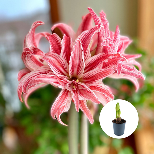 Bulbi Amaryllis Dublu – Blush Bride - Ghiveci – 1 bulb