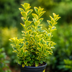 Plantă de exterior - Euonymus japonicus - Marieke – Plantă la ghiveci 20 cm