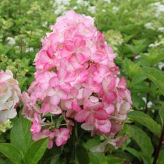 Hortensia Paniculata - Strawberry Pink - Ghiveci