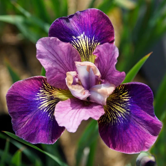Bulbi Iris Sibirica - Charming Billy - Pachet 1 Bulb - Aqua Flowers