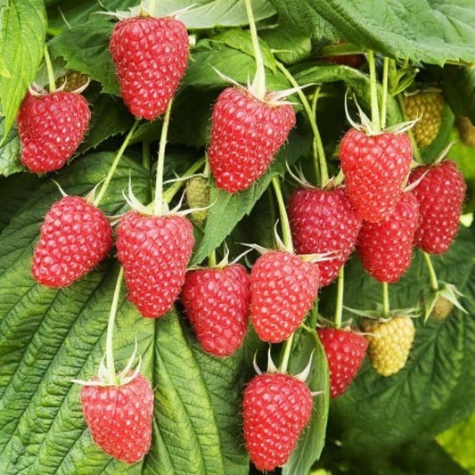 Arbust fructifer - Zmeur Polka - ghiveci 2l