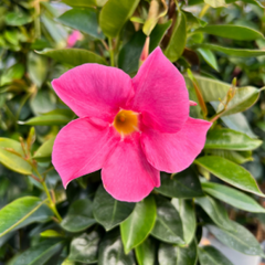 Dipladenia Roz - Ghiveci - 25 - 30 cm