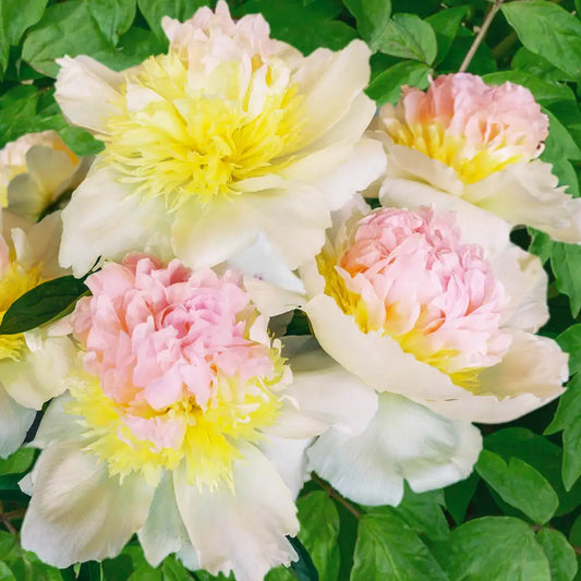 Bujor - Rasberry – Pachet 1 Rizom