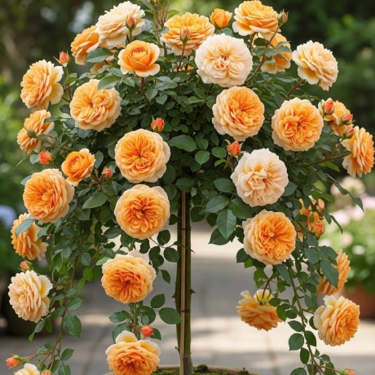 Trandafiri Pomișor Plângător - Peach - Rădăcină Ambalată Anul 2 - Aqua Flowers
